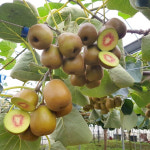 고당도 제주 레드 키위 홍다래 참다래 3kg 5kg 실중량 산지직송 : 착한오름농장