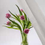 리브인리프 꽃정기구독 [한가지 꽃 랜덤컬러] 플라워 생화택배 농장꽃 꽃시장 : 양재꽃시장 넘버원 꽃도매