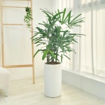 관음죽 대형 매장 카페 공간 인테리어식물 공기정화식물 개업축하 화분배달 : 농원청년