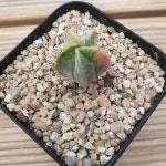 은사란봉옥금 실생  11.3 : 대명항농원