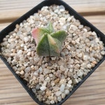 은사란봉옥금 실생  11.3 : 대명항농원