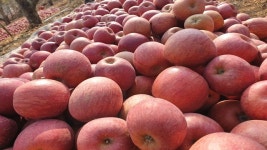 [쫑말이네농장]  꿀 부사/ 5kg /(상품/흠과) 당도 보장/13브릭스 개별브릭스 체크/  당도보장 : 풍기홍삼사과