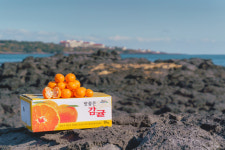 제주감귤 10kg 농장직송 못난이 노지귤 혼합과 석이네감귤농장 : 석이네감귤농장