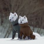 ALPHAICON 알파아이콘 2022 Dog Guard Air_Soil Brown & Signal Yellow S사이즈/ 2022 독가드에어 솔 브라운 앤 시그널 옐로우 : 피치...