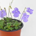 바위바이올렛 소형 꽃모종 베란다월동 야생화 공기정화식물 삭소롬 마이플랜트 : 마이플랜트