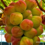 고당도 레드 샤인머스켓 망고 포도 마이하트 바이올렛킹 캠밸 씨없는 거봉 추석 명절 선물세트 : 맑은 숨