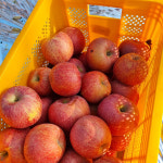 농림부장관상 대통령상 지리산 아침 부사 함양 사과 5KG : 일촌마을
