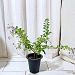 청년농부 발렌타인 쟈스민 자스민 듀란타 초콜릿향 보라색꽃 향기나는 식물 : 청년농부의꽃