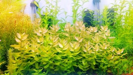 워터바코파 초보자용 쉬운 은신처 무이탄수초 중경 후경 3촉 : 수초스토어