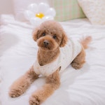 강아지수면조끼 실내복 오가닉 데일리 겨울 토리도치 멍고메리 : 꼴레트멍멍 스토어