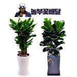 광주 개업선물 : 놀부꽃배달