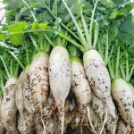 김장 무 무우 다발무 햇무 못난이무 동치미무우 5kg 10kg 겨울무 월동무 무 종류 : 맛고을장터