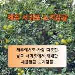 제주 서귀포 노지 감귤 농장직송 귤10kg : 라꼼푸드