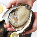 거제도 해녀 자연산 바위굴 원물 5kg 생굴 벚굴 굴 석화 : 숨비해물