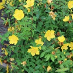 망종화 10주 지피식물 노지월동 다년초 야생화 꽃모종 여름꽃 가을꽃 : 두륜산야생화