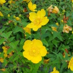 망종화 10주 지피식물 노지월동 다년초 야생화 꽃모종 여름꽃 가을꽃 : 두륜산야생화