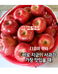 신명농원 다홍이부사 꿀사과5kg(22~24개입) 중소과(무료배송), 경북영천 산지직송 35,900원 : 대성스냅 종합쇼핑몰
