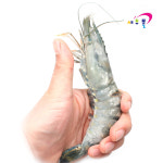 블랙타이거새우 왕특대 500g 10마리 보리새우 오도리 캠핑요리 캠핑음식 딱 조아 : 새우몰