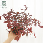 남천 남천나무 공기정화식물 소형 대성식물 : 대성식물