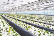 철원 고추냉이잎 와사비잎 500g 1kg 와사비 뿌리 근경 꽃대 : 철원 생와사비잎 고추냉이