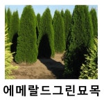 에메랄드그린나무 묘목 삽목2년 10주묶음 : 언니농원