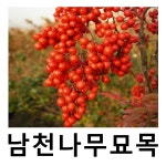 남천나무 묘목 키120cm 분 2주묶음 : 언니농원