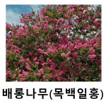 배롱나무 묘목 목백일홍 개화주 화분묘 : 언니농원