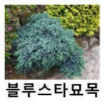 미니향나무 묘목 블루스타 폭20cm : 언니농원