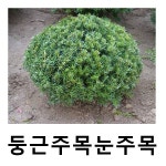 둥근주목나무 묘목 눈주목 키60cm : 언니농원