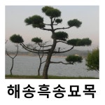해송나무 묘목 흑송 키100cm 분 2주묶음 : 언니농원