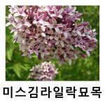 미스김라일락나무 묘목 키80cm : 언니농원