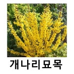 개나리나무 묘목 왜성 미카토르 삽목2년 포트묘 2개묶음 : 언니농원