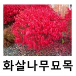 화살나무 묘목 콤팩트 키120cm : 언니농원