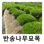 반송나무 묘목 폭120cm 차량배송 : 언니농원