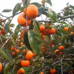 감나무 접목1년생 묘목 7종 특묘 중묘 야오끼 대봉 차량단감 둥시 월하 태추단감 : 채움원예종묘