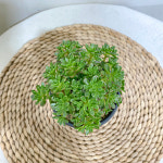 유적곡 : 모종꽃나라