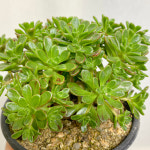 유적곡 : 모종꽃나라