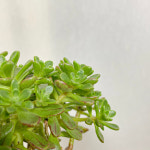 유적곡 : 모종꽃나라