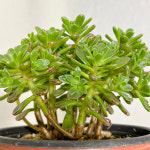 유적곡 : 모종꽃나라