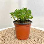 유적곡 : 모종꽃나라