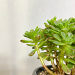 유적곡 : 모종꽃나라