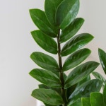 금전수 모던 실내 축하 돈나무 개업선물 집들이선물 승진 거실 : 오브제그린