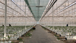 [정기배송] 연중고정가 파프리카 2kg/5kg 6회배송 : 지지팜 파프리카