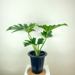 동일품발송 호프 셀렘 호프셀렘 셀레움 필로덴드론 셀로움 : 내뜰에