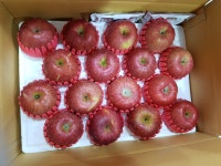 삼탄천지인농원의 맛난 가정용 꿀 부사 충주 사과 5kg 10kg : 삼탄천지인농원