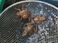 국산 토종개구리 암놈500g 와담개구리농장 시골촌놈 : 시골촌놈