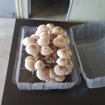 오르틴송이재배키트 고여사버섯 가정용반려식물 오르틴버섯키우기 나만의 버섯 농장 식용작물 : 고여사버섯