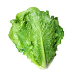 통로메인 로메인 상추 1kg : 야채24닷컴