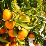 사나네 제주 타이벡 감귤 밀감 타이백 귤 10KG 고당도 제주귤 : 제주사나