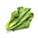 통로메인 로메인 상추 1kg : 야채24닷컴